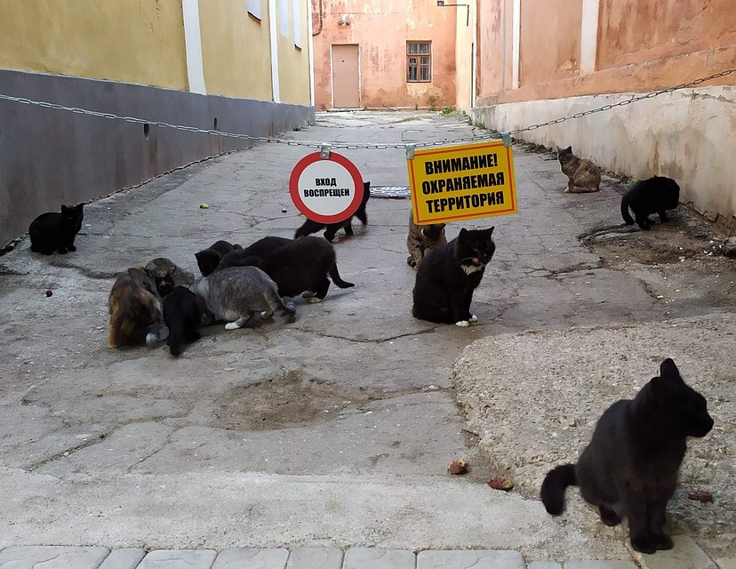 В Феодосии много котов и кошек. Фото: Ольга Руденко/Моя Феодосия/Vk