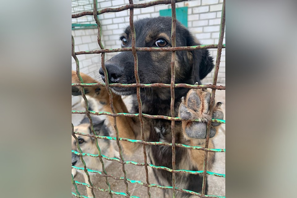 Помоги нам, человек! Мы не виноваты, что остались без дома! Фото: приют "ПИФ"