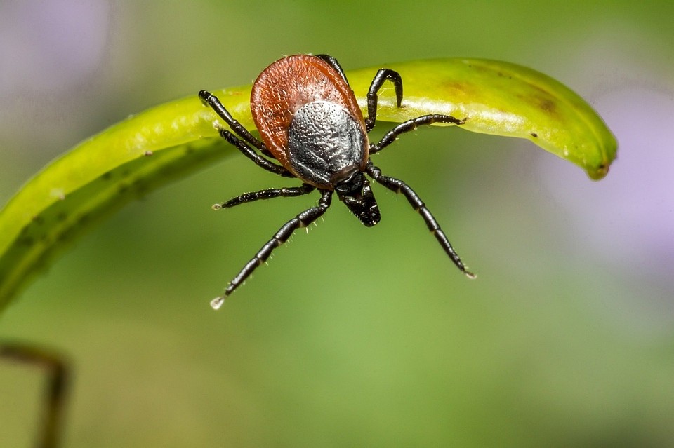 Фото: pixabay.com
