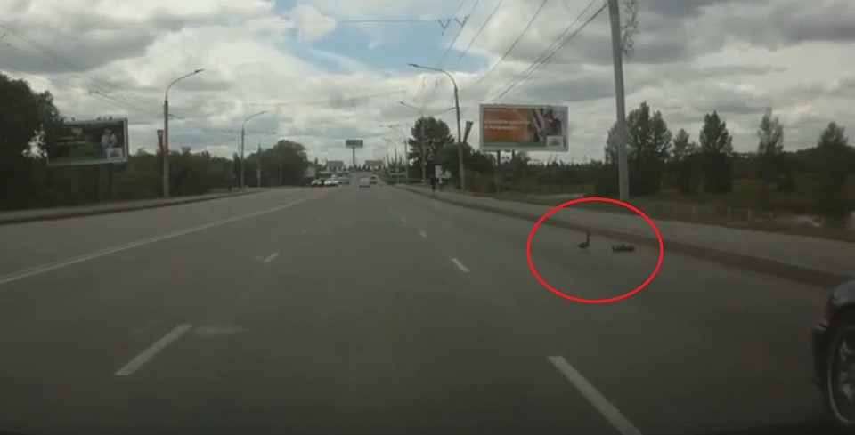 Фото: скриншот видео