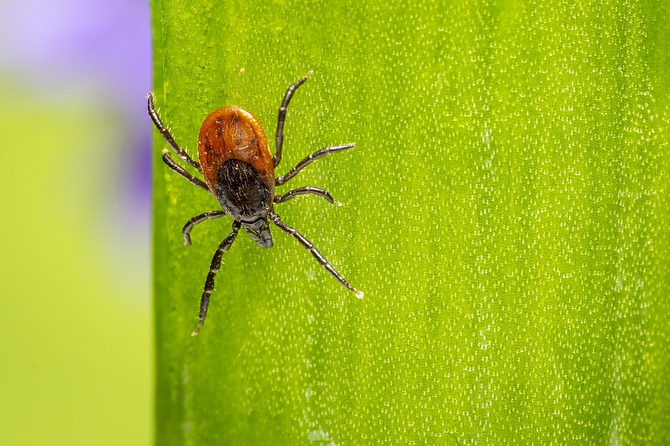 Фото: pixabay.com