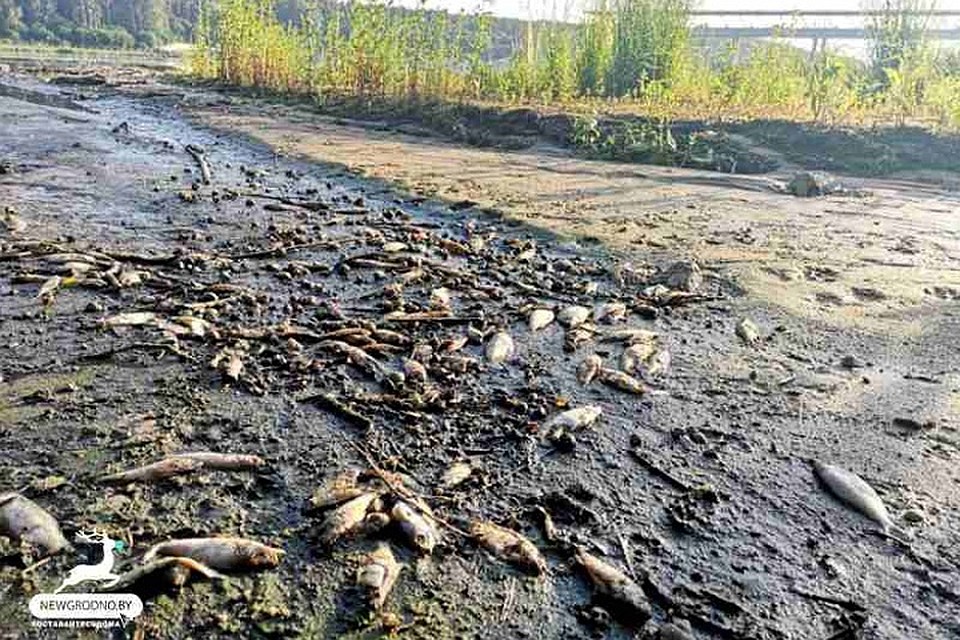 Рыба в Немане погибла не из-за отравления химикатами. Фото: newgrodno.by.