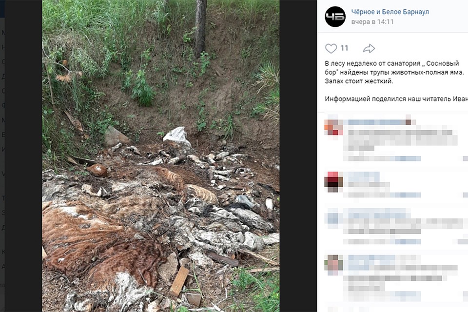 Свалка трупов животных в барнаульском лесу