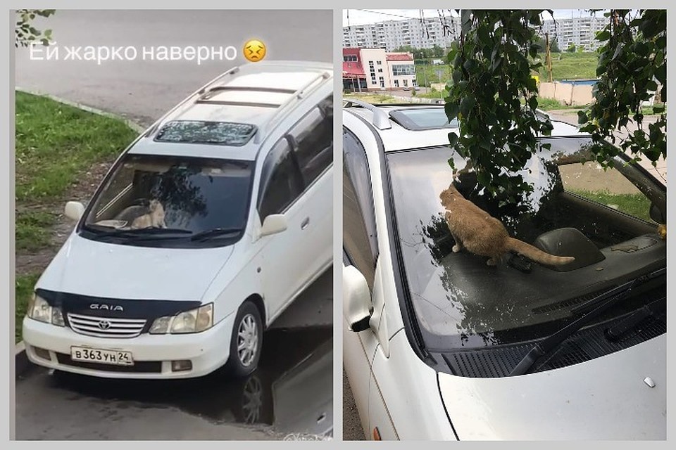 Рыжего кота бросили в машине в Красноярске. Фото: Наш микрорайон Солнечный.