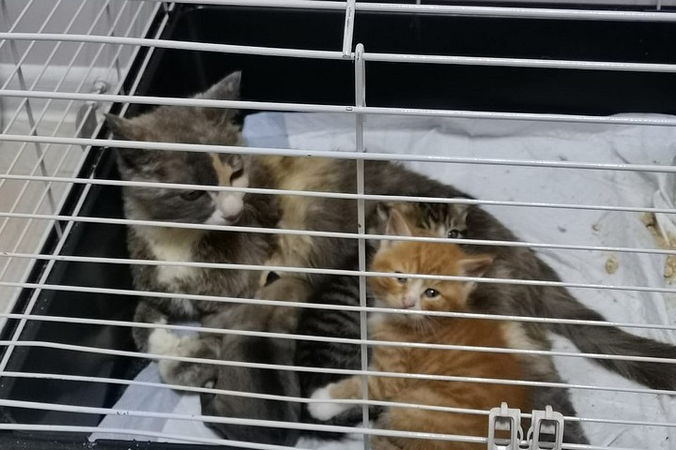 Маша стала приемной мамой для новорожденного щенка. Фото: предоставлено ветеринарной клиникой «Кот и Пес».