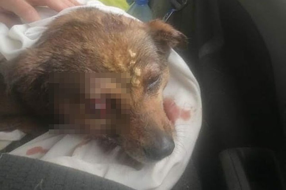Живодеры избили собаку и выкинули ее на помойку в мешке из-под сахара. Фото: группа «Жизнь «Проекта»
