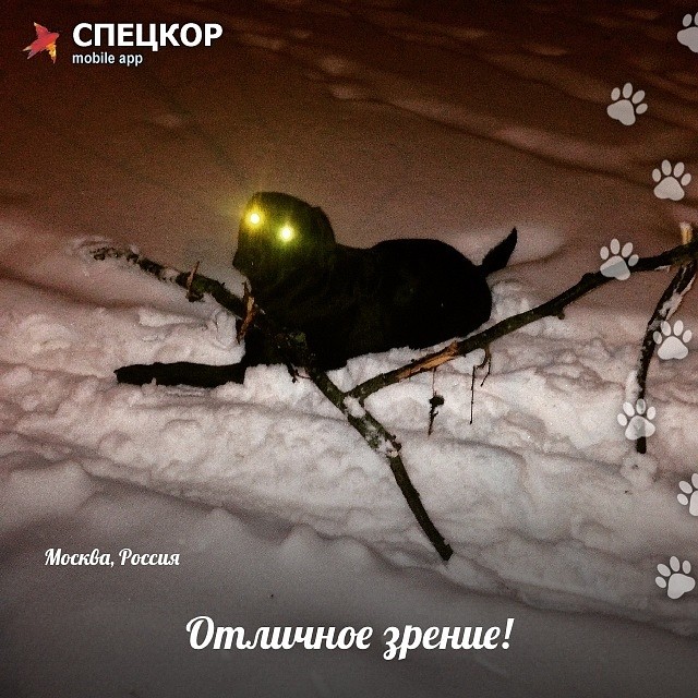 Фото: Мобильное приложение «Спецкор» от «Комсомольской правды»
