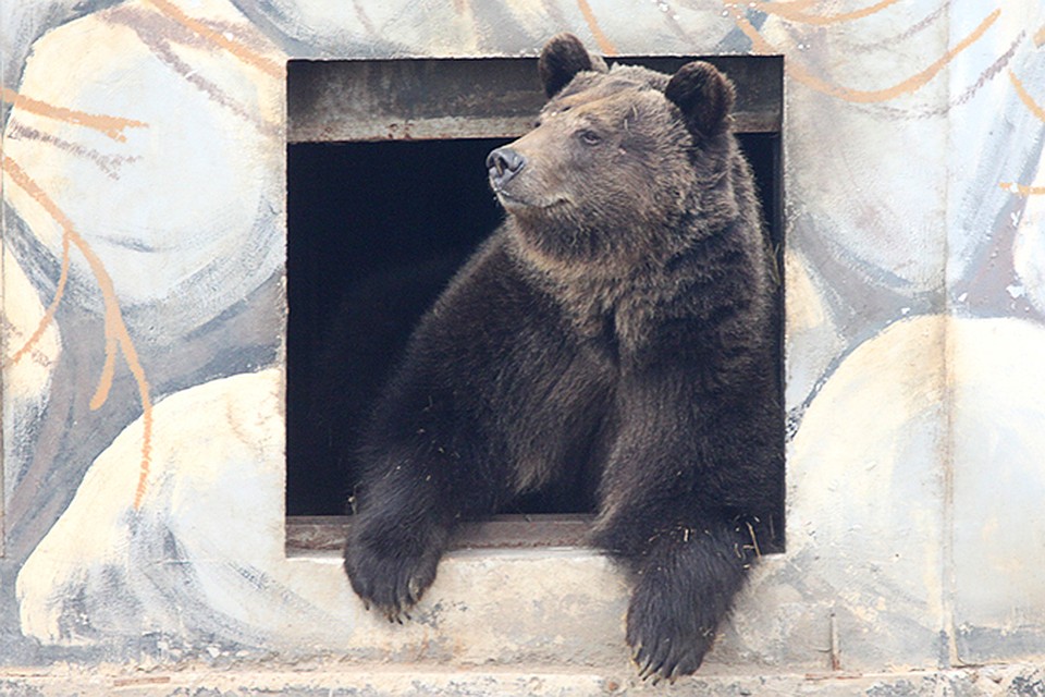 Животные бывают такими забавными!