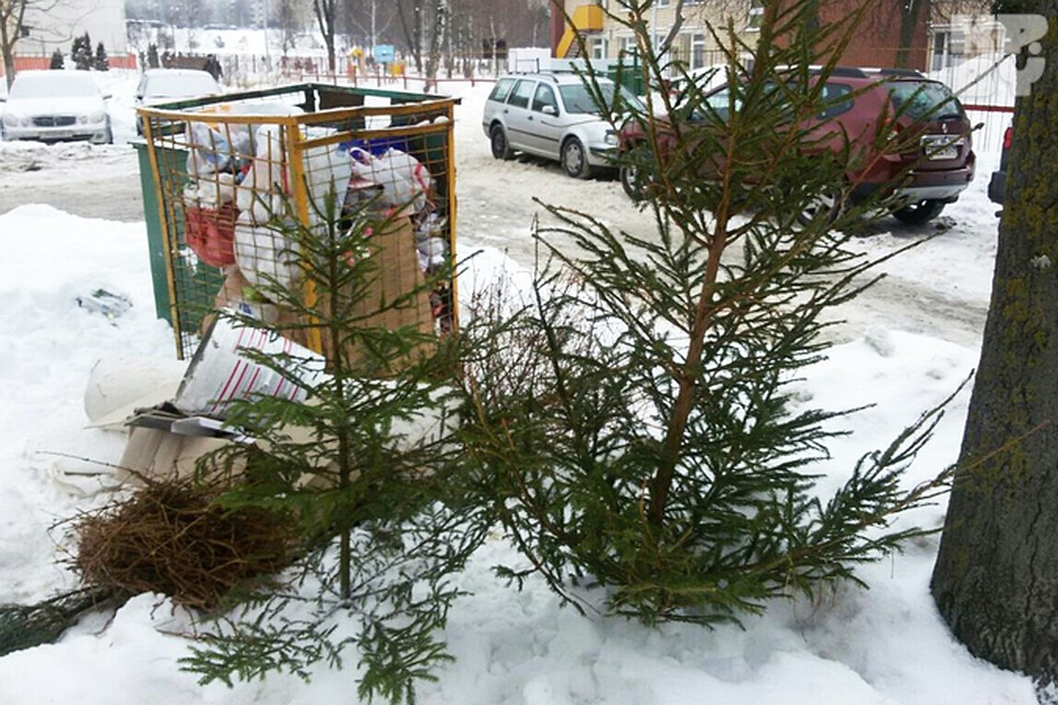 Цветы в городских дворах Цветы в городских дворах