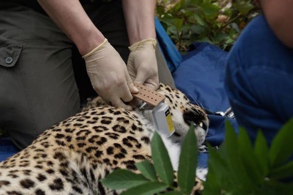 К этому ошейнику Ахун должен привыкнуть ФОТО: WWF России