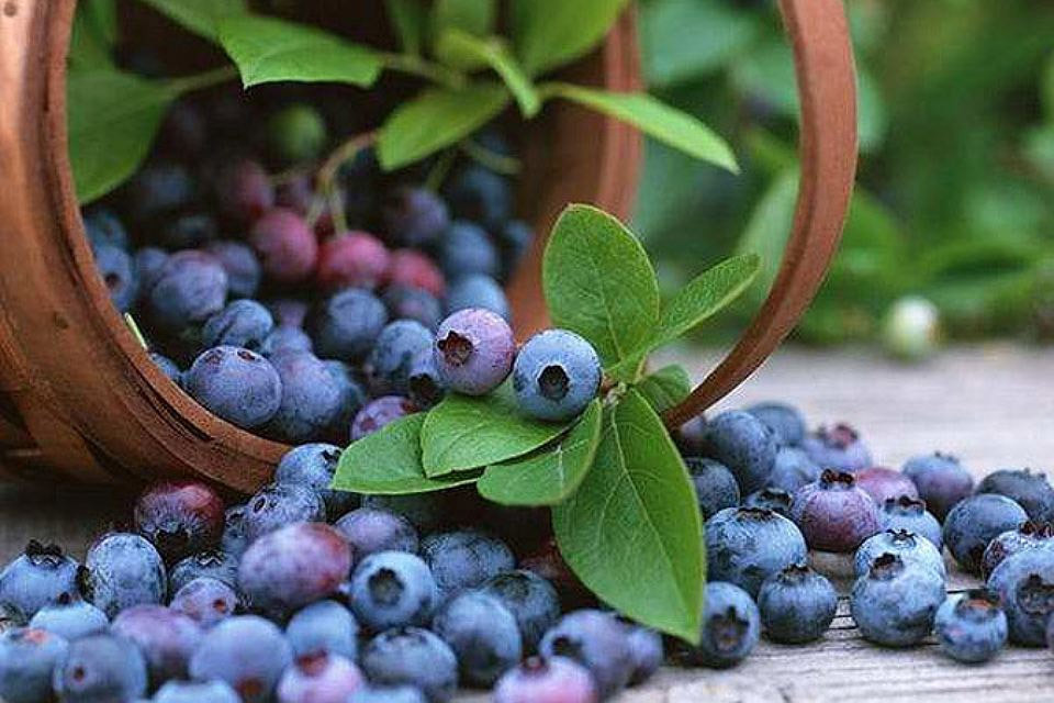 В Финляндии сезон сбора ягод начался на две-три недели раньше обычного. Фото: с сайта liveinternet.ru