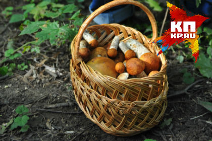 В Прииртышье начался сезон "тихой охоты"