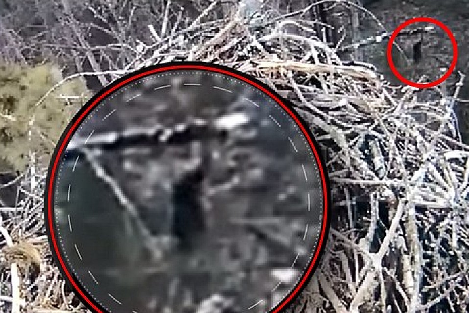 "Снежный человек" сторонится людей, но не камер наблюдения.