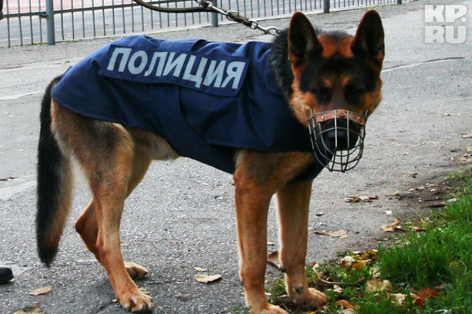 Собака взрывчатых веществ не учуяла