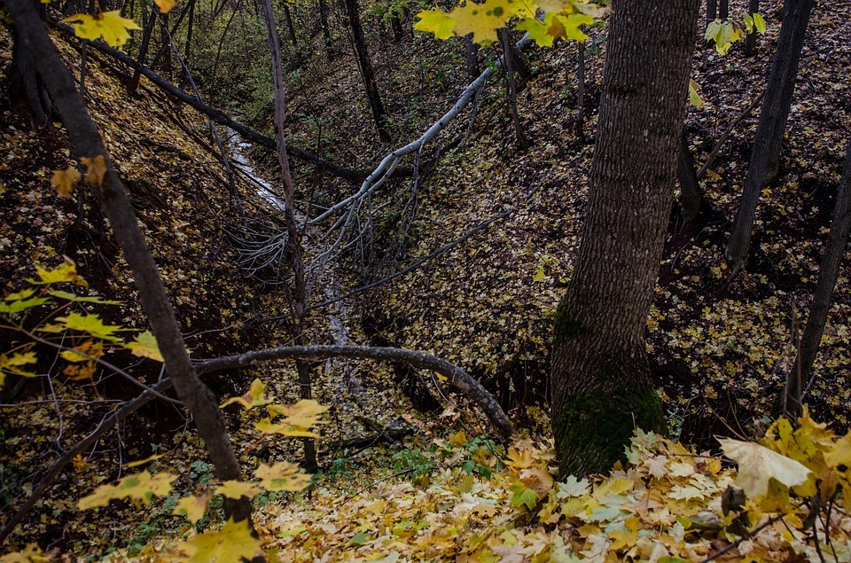 Фотоохота в Кинель-Черкасском районе: так вот ты какой, олень благородный Фото: Андрей ЦЫГАНОВ