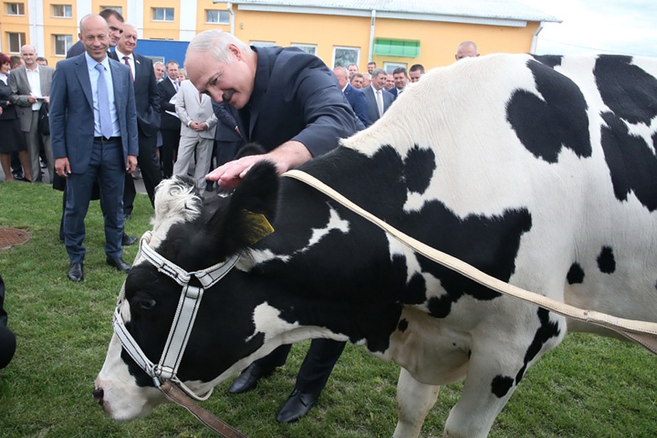 Эту корову президенту подарили пару месяцев назад. Фото: БелТА.