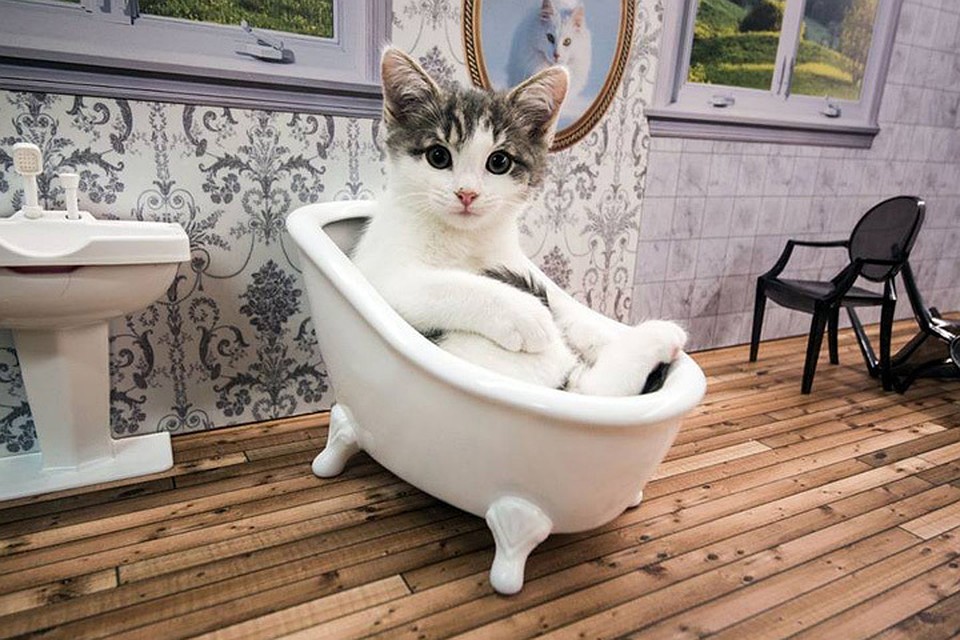Котята живут под наблюдением телекамер 24 часа в чутки. Фото: Facebook @Kattarshians