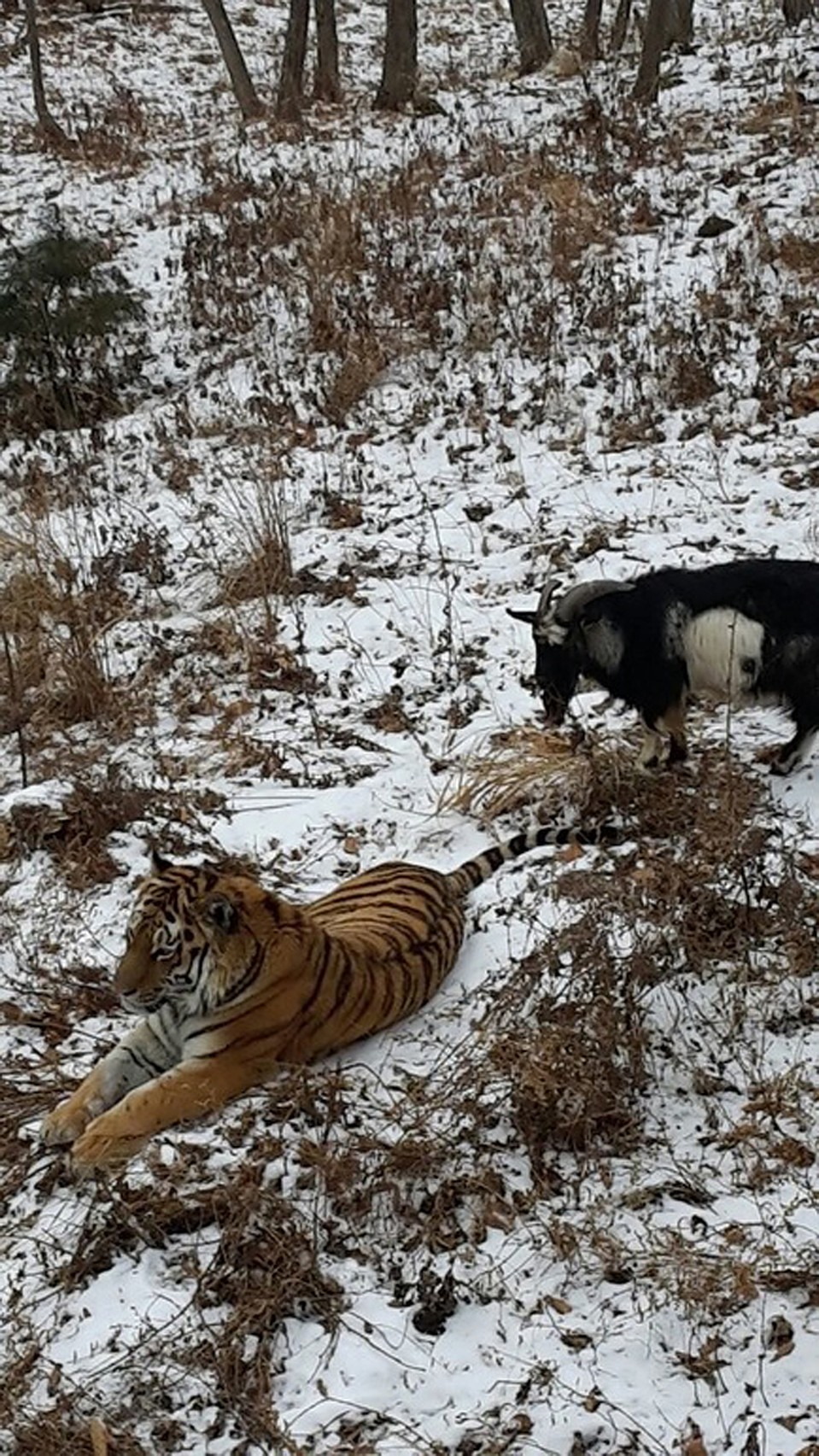 Тигр стал вожаком для козла. Фото: safaripark25.ru