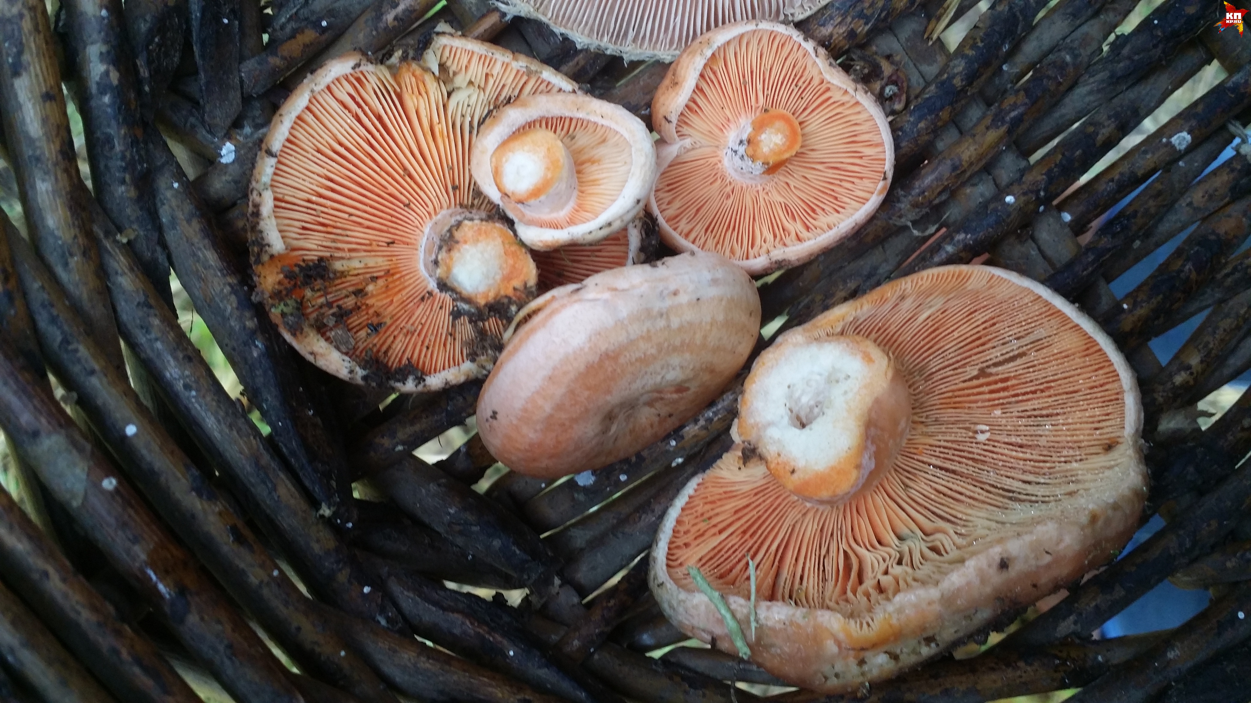 . Фото: Елена ВОРОБЬЕВА