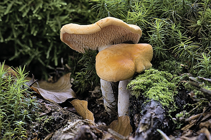 Именно так выглядят ежевики. Фото: GLOBAL LOOK PRESS