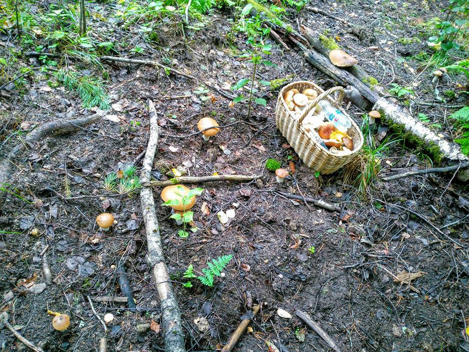 Найдете не этом фото 12 белых грибов? Корзина не считается. Фото: Наталья БУЛАХ