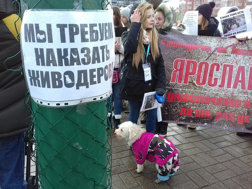 Митинг против живодеров в Ярославле. Фото: Ольга ПРОХОРОВА