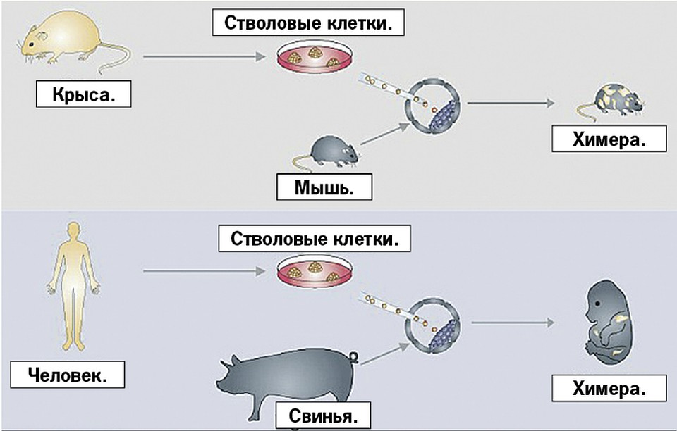 Межвидовое скрещивание возможно, доказали биологи. Фото: salk.edu