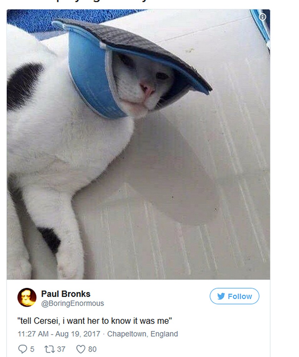 Соцсети заполонили коты в образе героини «Игры престолов» Фото: Twitter.com