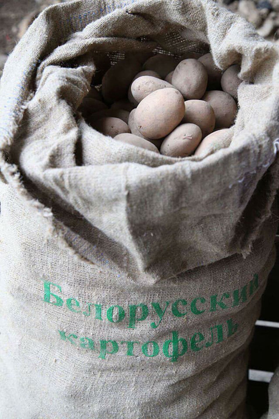 Из одного мешка белорусской картошки президент Грузии умудрился вырастить шесть. Фото: страница Facebook Giorgi Margvelashvili