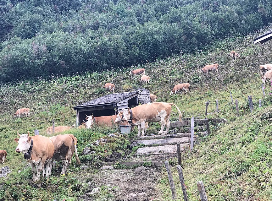 Коровки в ночном. У каждой на шее колокольчик, чтобы если потеряется можно было сыскать в горах по звуку. Благодаря колокольчикам на коровах, если ночь выйдешь в горы - там стоит такой малиновый звон, что аж заслушаешься! Фото: Личный архив
