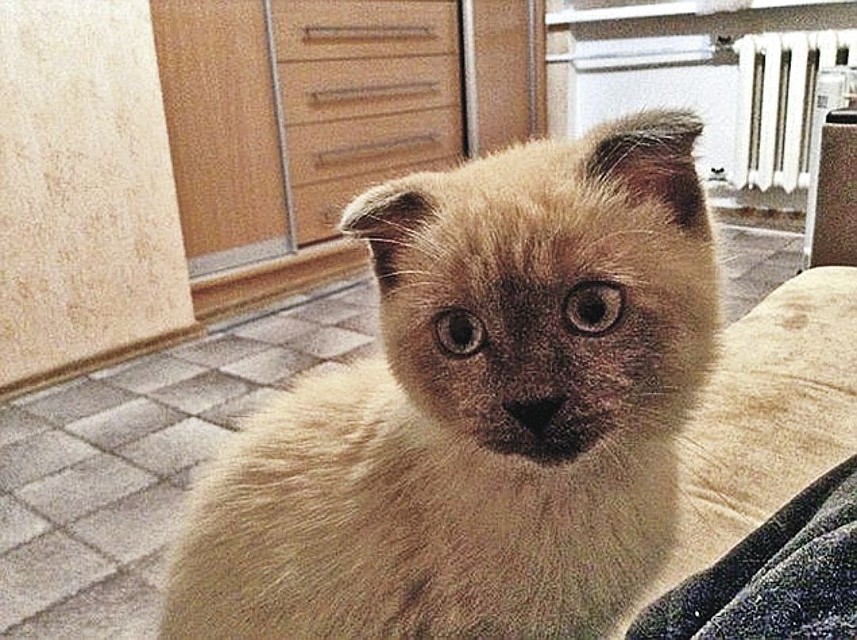Кот-мэр всем пример. Фото: СОЦСЕТИ
