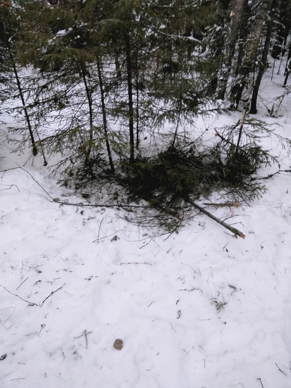 На это месте ночевали дети в лесу. Фото: ГУ МЧС по Свердловской области