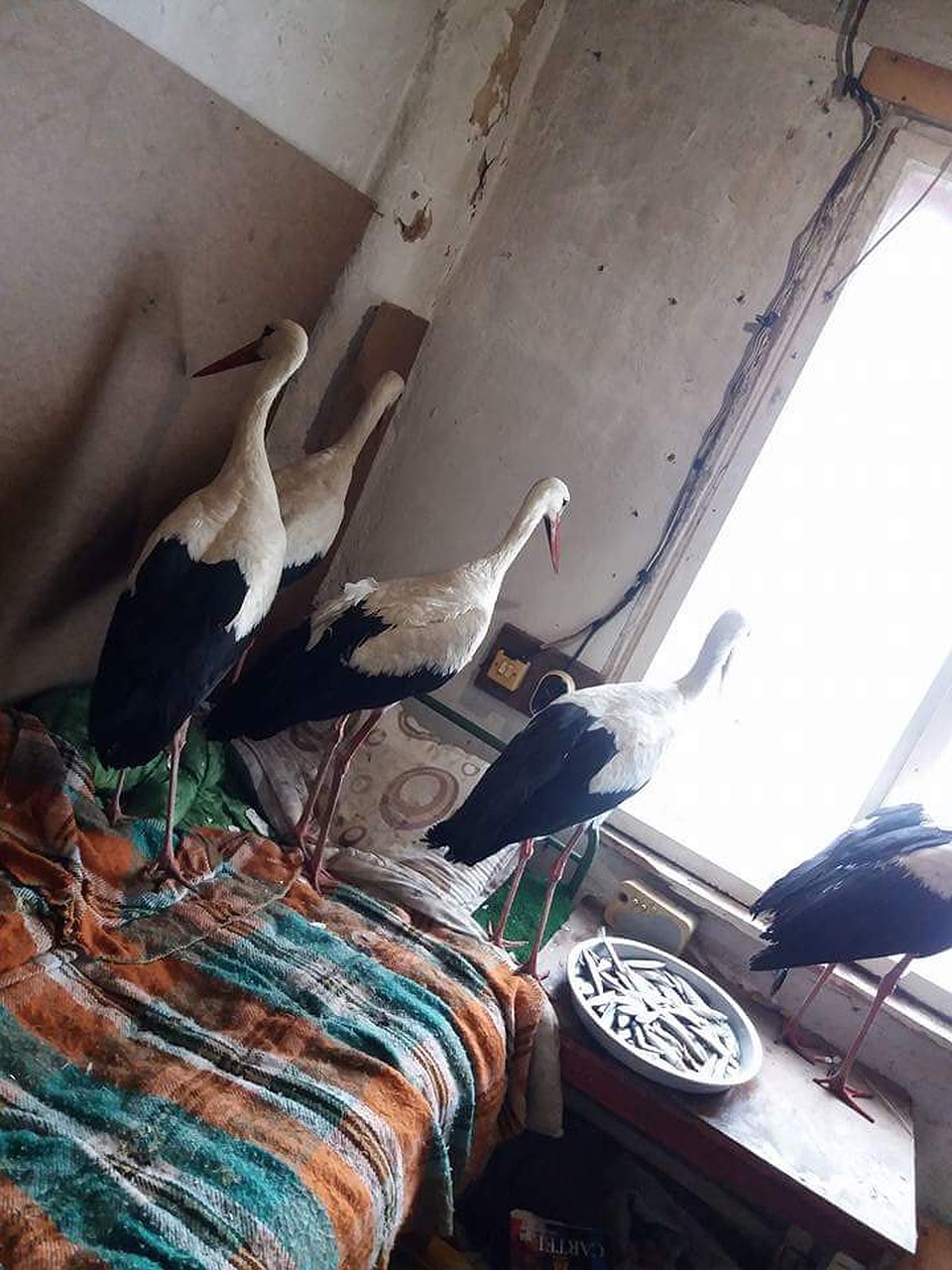 Многие забирают аистов в свои дома и кормят их рыбой. Фото: facebook.com/profile.php?id=100007312659855
