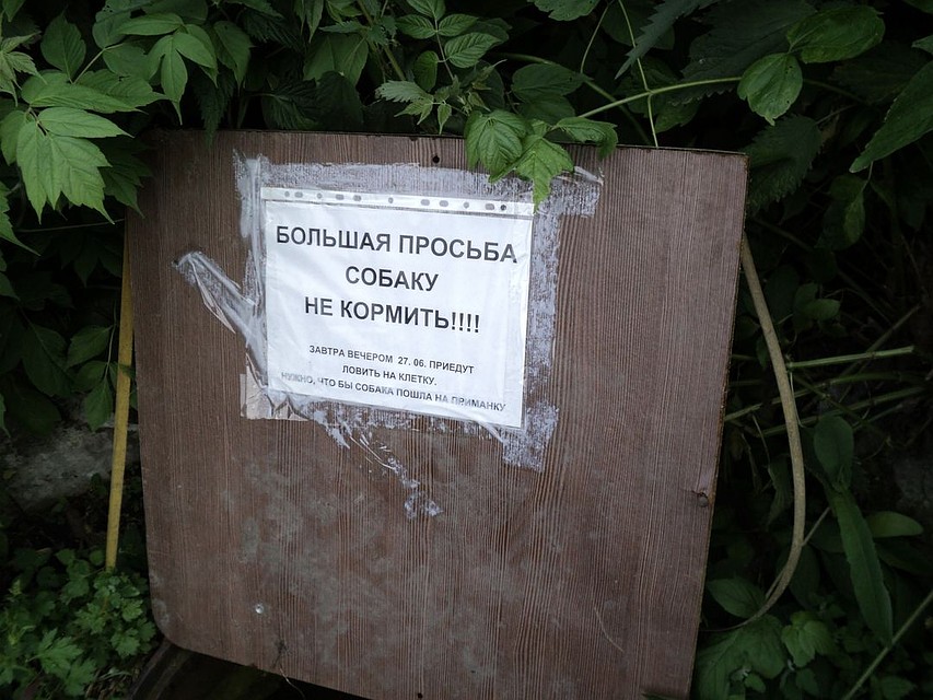 Перед спецоперацией щенка не кормили. Думали, голодный - он придет к людям. Фото: ОЗГ КотоПёс