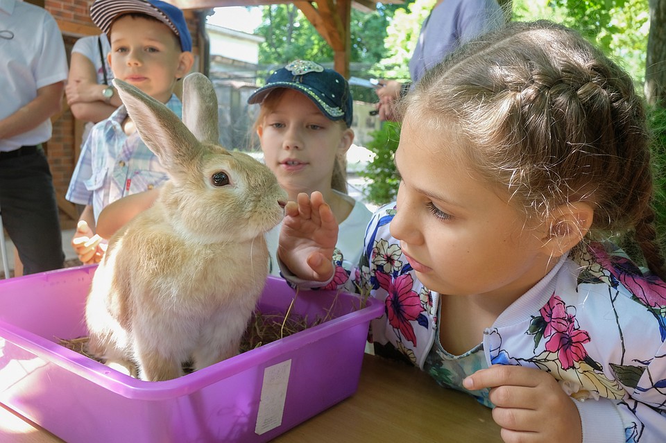 Полина Цыбина изучает кролика. Фото: Артем КИЛЬКИН