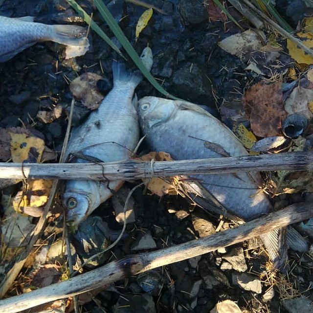 В основном у водоема валялись караси. Фото: ОНФ Хабаровского края