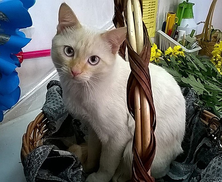 Кот Семен, которого зоо дважды крали из магазина «Лит.Ра» на Алтуфьевском шоссе. В первый раз его удалось отбить