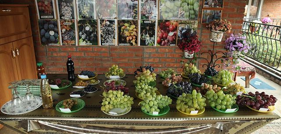 На его плантации более 300 разновидностей винограда