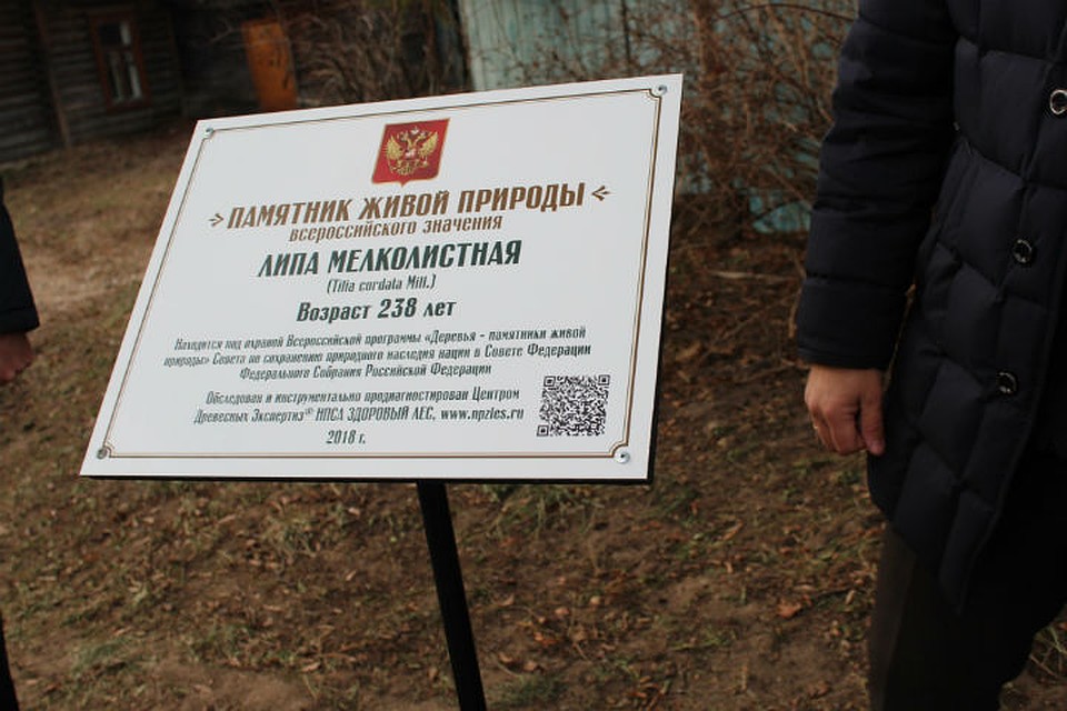 Точный возраст дерева установили с помощью специальных исследований. Фото: Правительство Ярославской области
