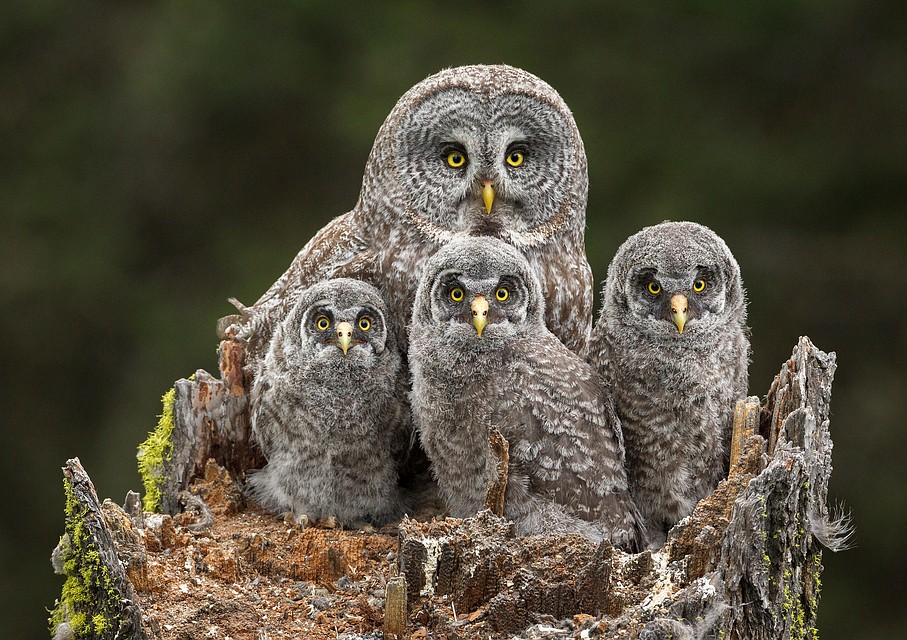 Фото: Connor Stefanison