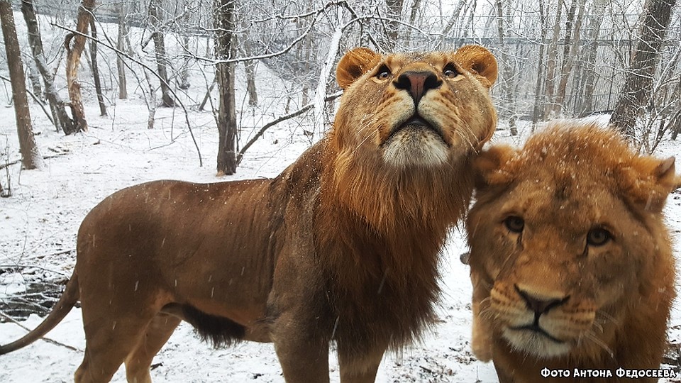 В Приморском сафари-парке есть и африканские львы. Фото: safaripark25.ru