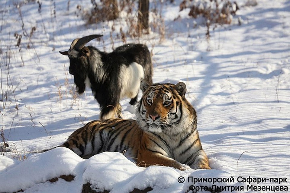 Дружба козла и тигра давно кончилась, а вот слава осталась. Фото: safaripark25.ru