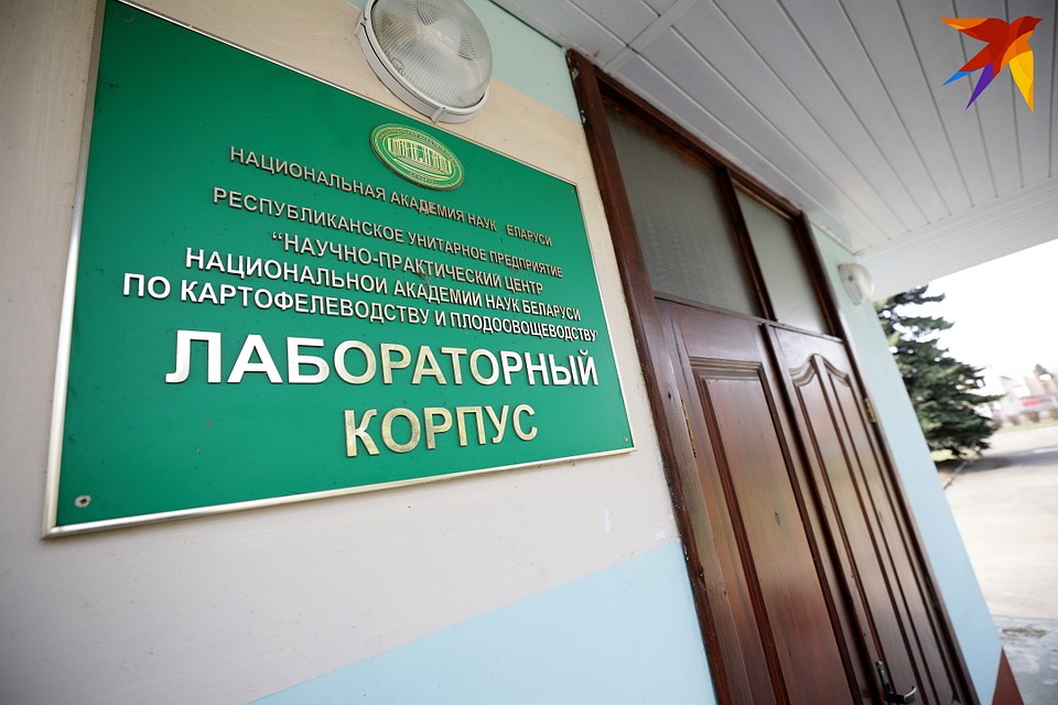 Здесь разработали сорта "Манифест" и "Зорачка". Фото: Святослав ЗОРКИЙ
