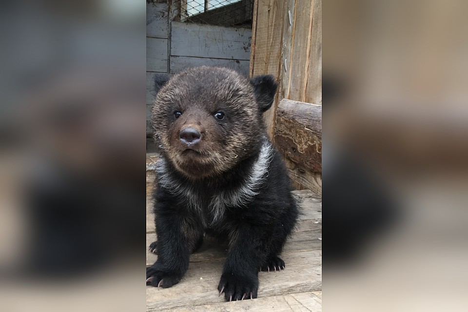 Медвежата уже освоились на новом месте, но вскоре им найдут постоянный дом. Фото: Этнографический музей народов Забайкалья.