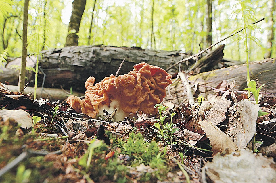Гигантский строчок. Фото: Наталия СИДОРОВА