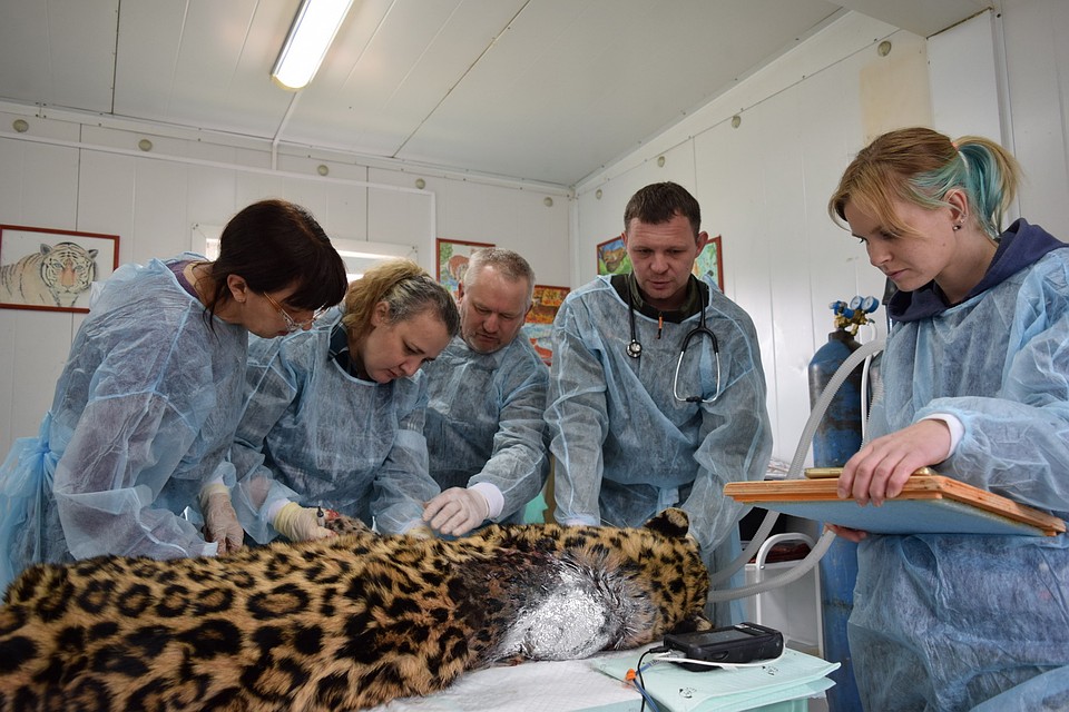 За время своего лечения пострадавший хищник набрал в весе 11 кило. Фото: leopard-land.ru