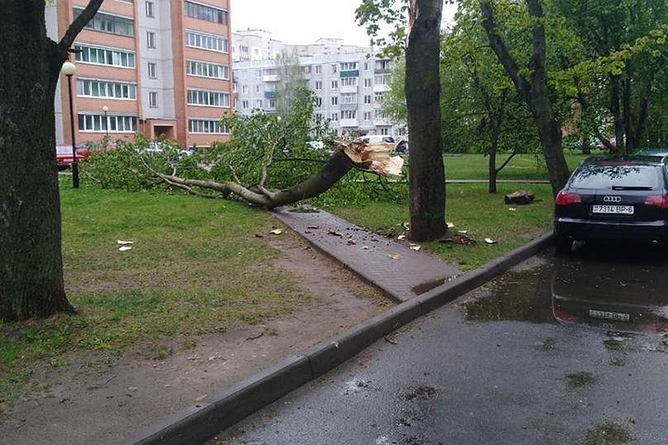 Последствия ураганного ветра в Могилеве. Фото: mogilev.online.