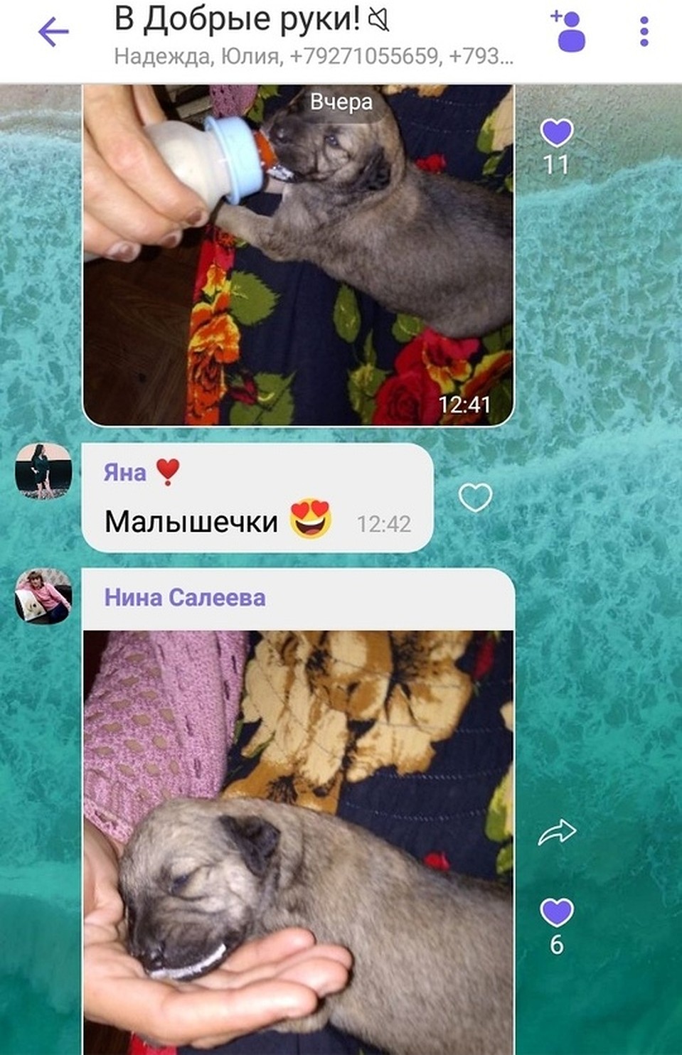 Двое щенков выжили. Фото группы «Подслушано Красный Кут»