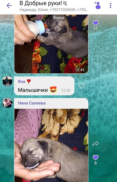 Двое щенков выжили. Фото группы «Подслушано Красный Кут»