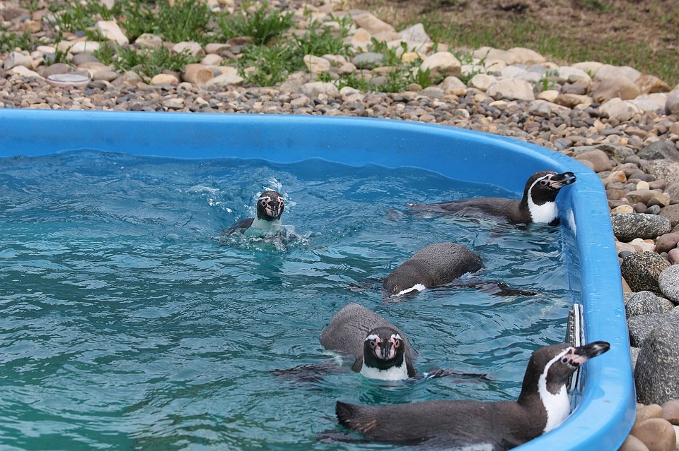 Фото: vk.com/club_udm_zoo